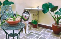 Ajax (permanent resident) Ajax (permanent resident)